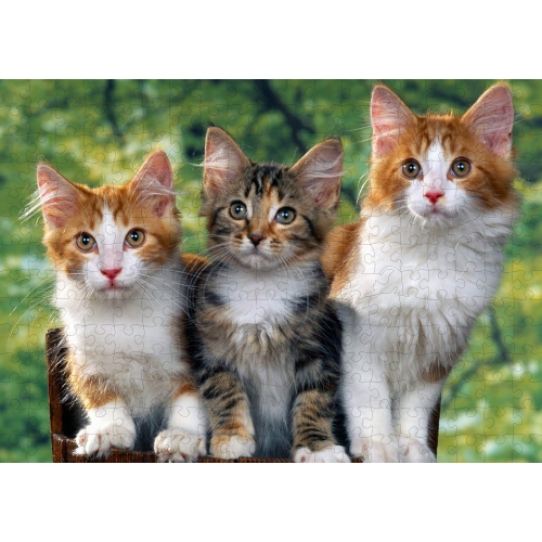 Koty Personalizowane puzzle - 268 elementów